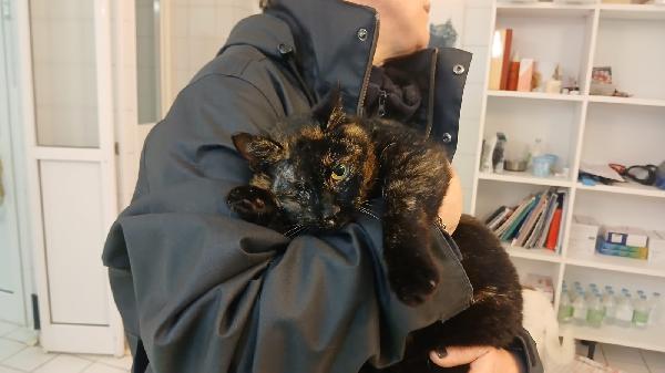 THELMA: MICIA TARTARUGATA DI 5 ANNI CERCA FAMIGLIA Foto 2