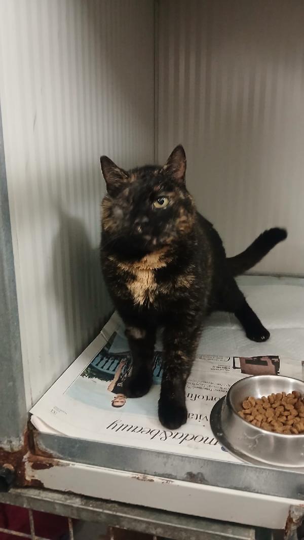 THELMA: MICIA TARTARUGATA DI 5 ANNI CERCA FAMIGLIA Foto 3