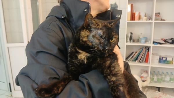 THELMA: MICIA TARTARUGATA DI 5 ANNI CERCA FAMIGLIA Foto 6