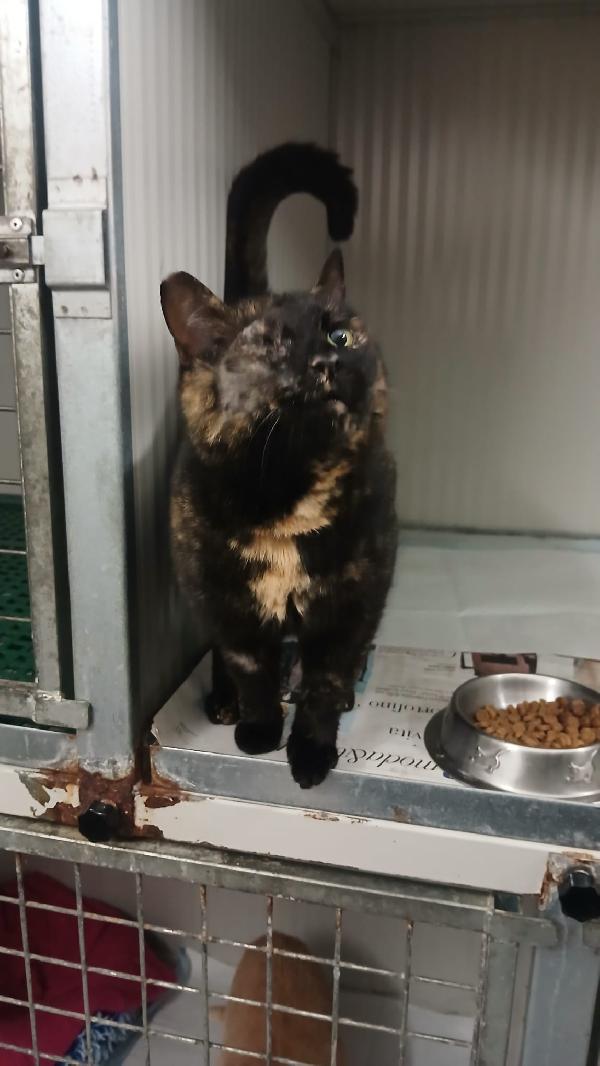 THELMA: MICIA TARTARUGATA DI 5 ANNI CERCA FAMIGLIA Foto 7