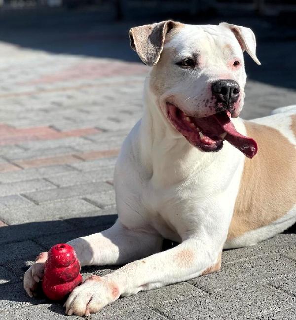 MAMBO BELLISSIMO PIT Foto 6