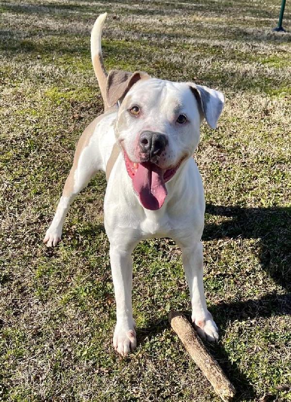 MAMBO BELLISSIMO PIT Foto 8