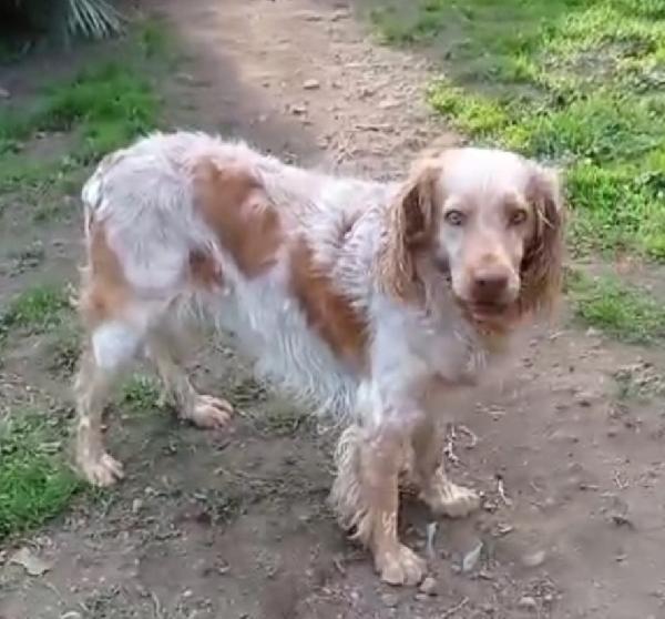 Breton Adulto In Canile Dal 2020!!! Lazio