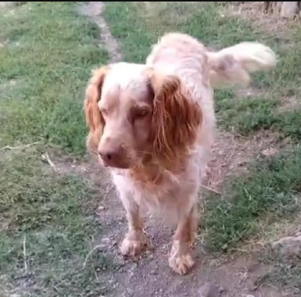 Breton adulto IN CANILE DAL 2020!!! LAZIO Foto 5