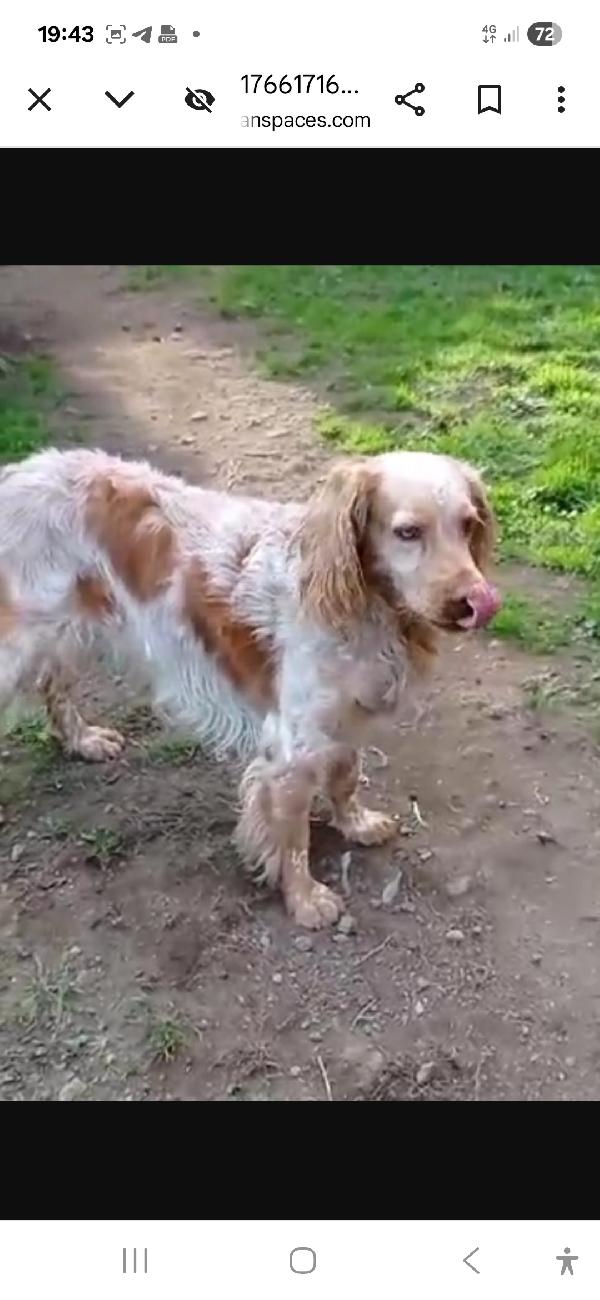 Breton adulto IN CANILE DAL 2020!!! LAZIO Foto 8