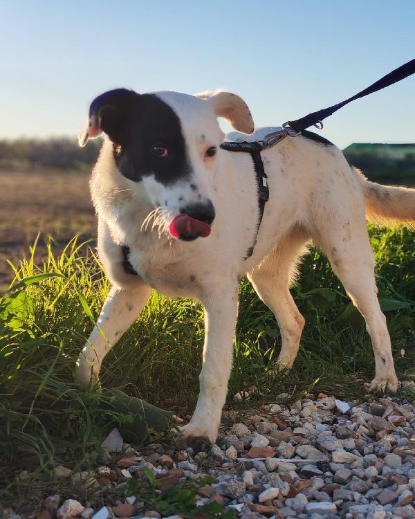 🩷 Chloe - 9 mesi 🩷 Foto 3