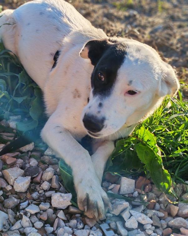 🩷 Chloe - 9 mesi 🩷 Foto 4