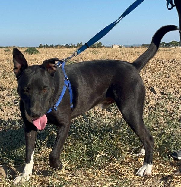 Dylan - 2 anni  Foto 2