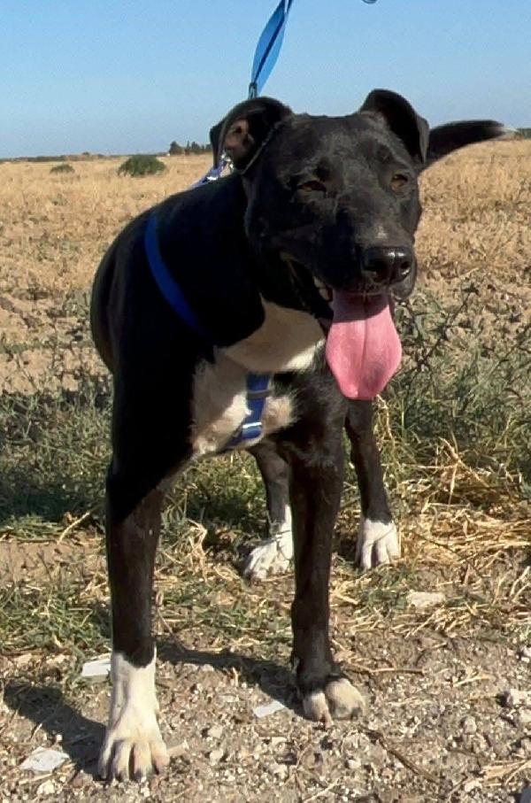 Dylan - 2 anni  Foto 4