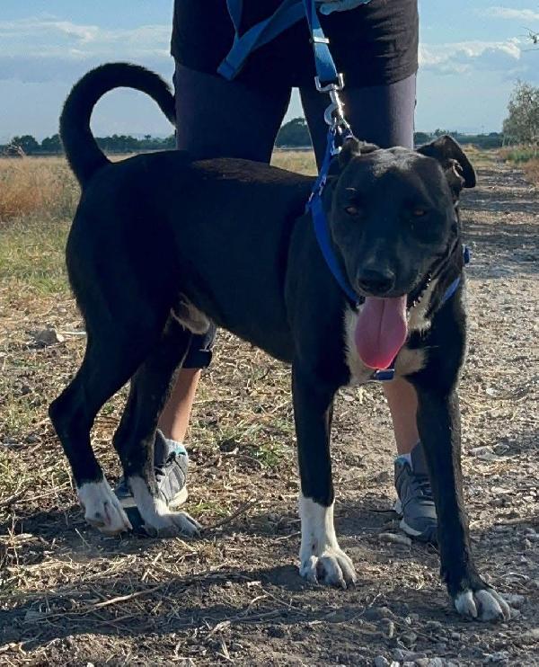 Dylan - 2 anni  Foto 5