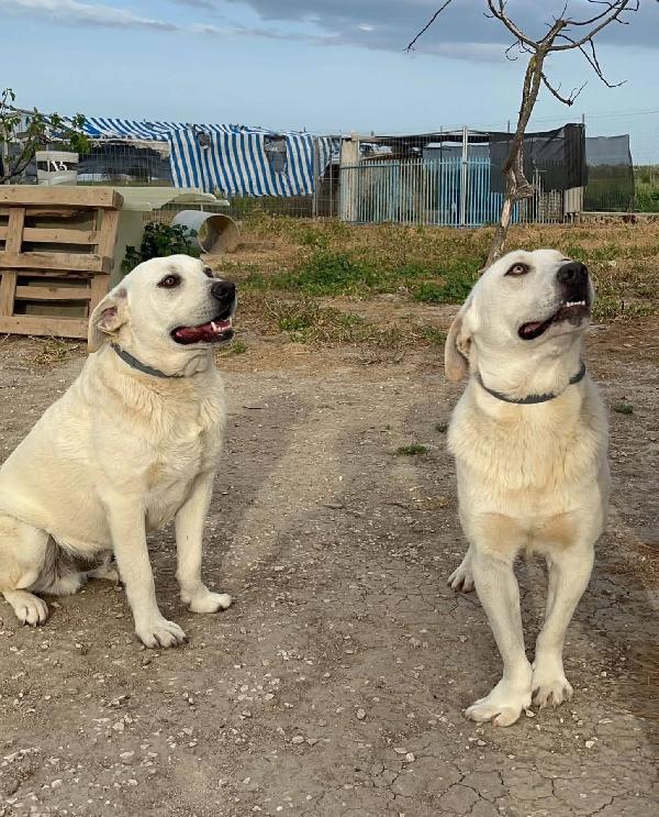 Jerry e Alvin - 4 anni Foto 2