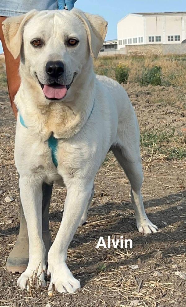 Jerry e Alvin - 4 anni Foto 4