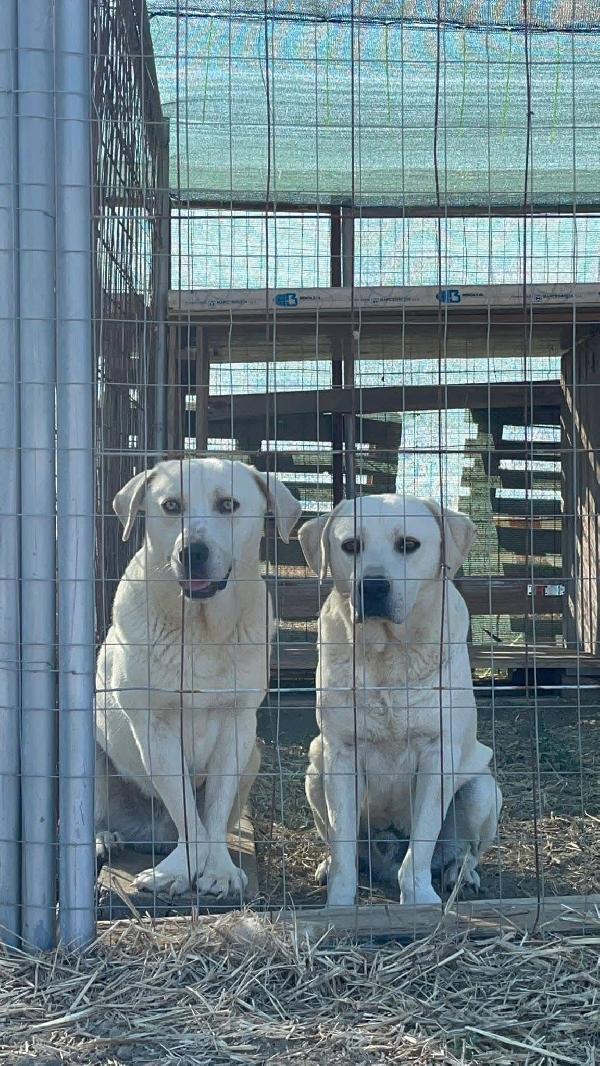 Jerry e Alvin - 4 anni Foto 5