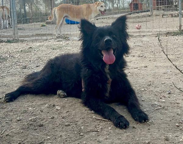 🧡Simba - 11 Anni🧡