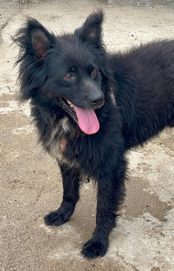 🧡Simba - 11 anni🧡 Foto 2