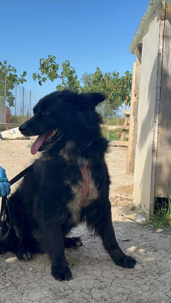 🧡Simba - 11 anni🧡 Foto 3