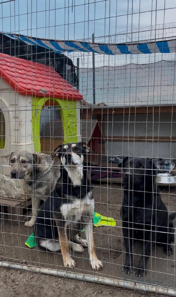 Tiana - 2 anni Foto 7