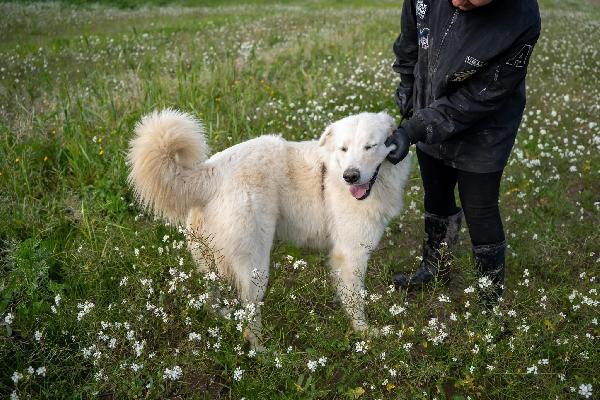 Peppe - 1 anno Foto 3