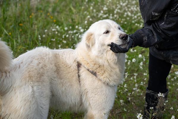 Peppe - 1 anno Foto 4