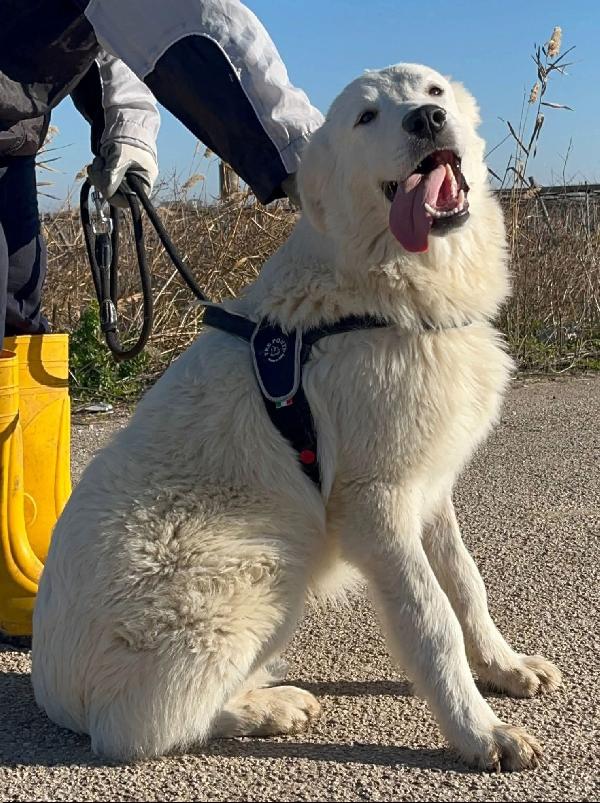 Peppe - 1 anno Foto 5