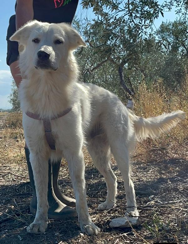 Peppe - 1 anno Foto 6