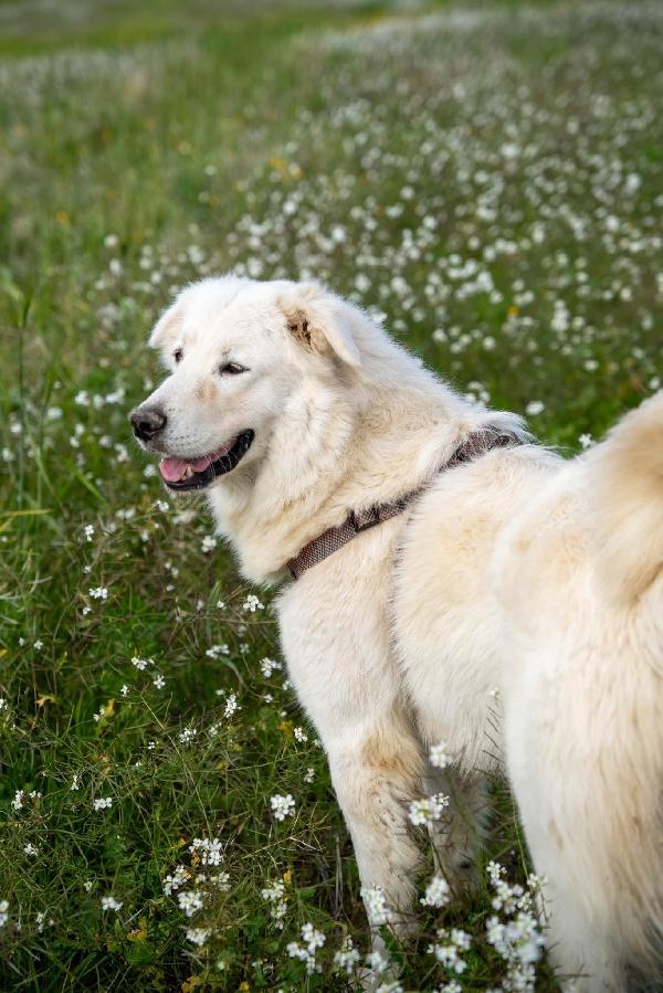 Peppe - 1 anno Foto 7