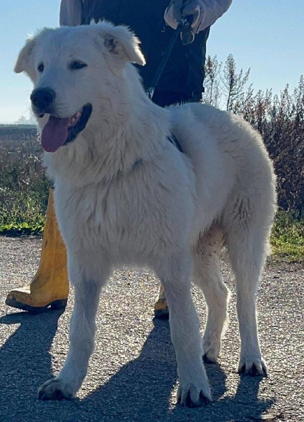 Peppe - 1 anno Foto 8