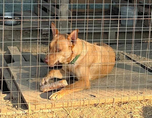 Nick - 3 anni Foto 8