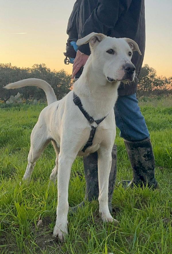 Enea - 1 anno Foto 3