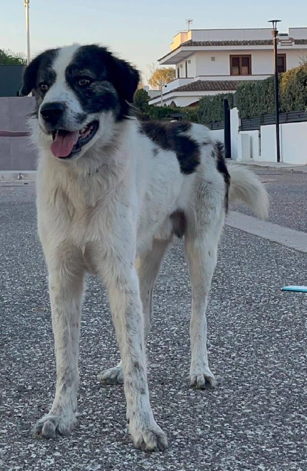 Aslan - 5 anni Foto 2