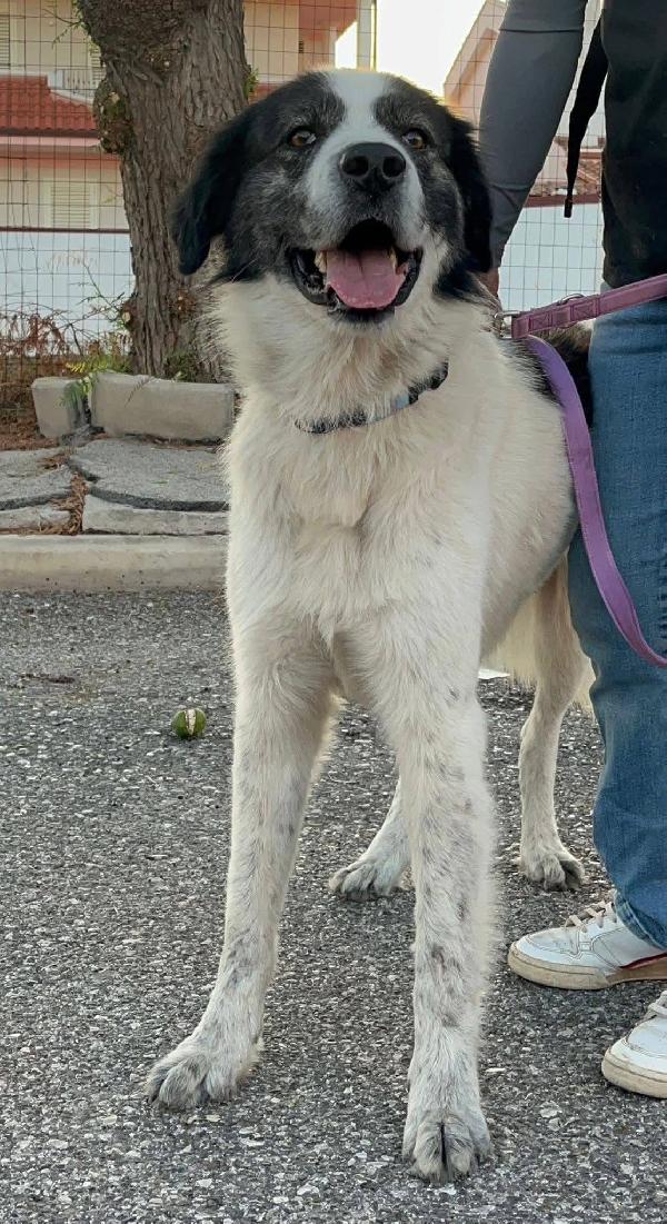 Aslan - 5 anni Foto 3