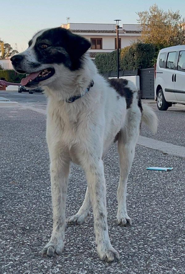 Aslan - 5 anni Foto 4