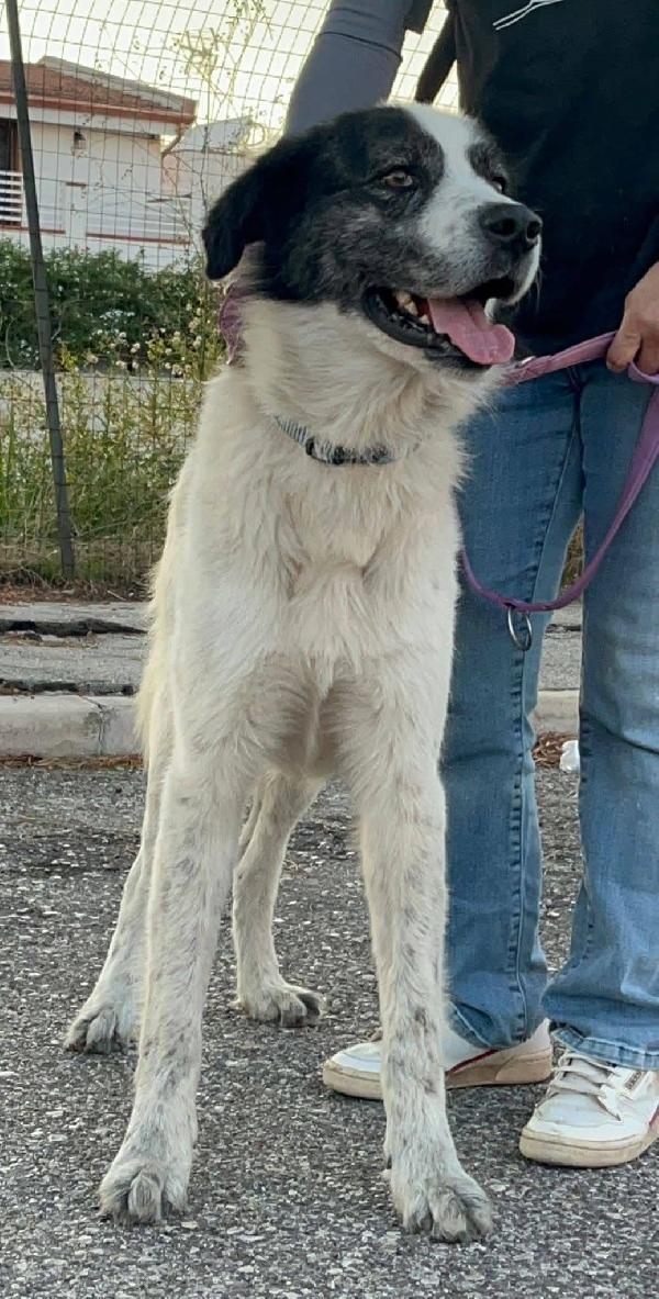 Aslan - 5 anni Foto 5