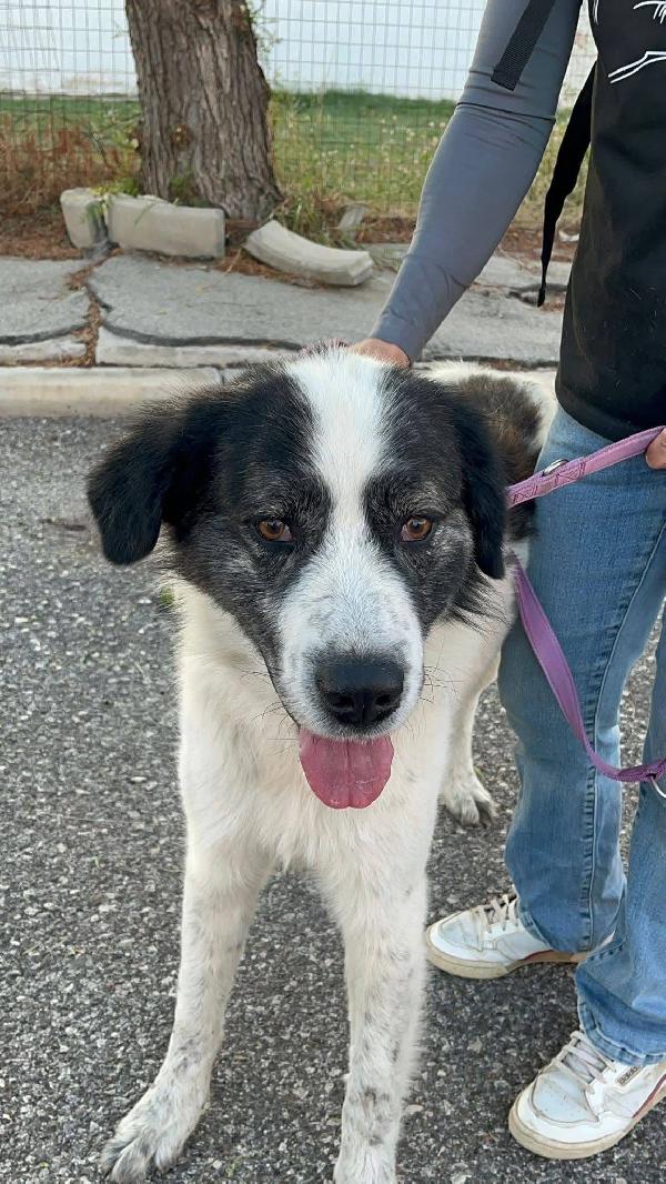 Aslan - 5 anni Foto 6