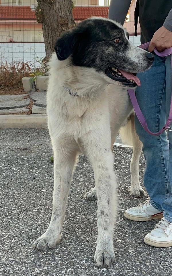 Aslan - 5 anni Foto 7