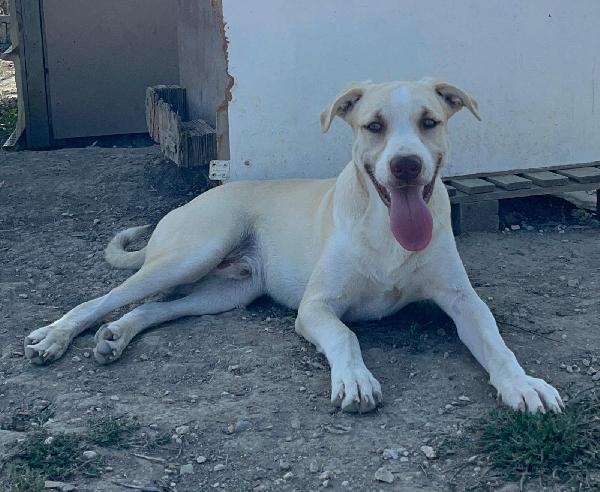 Simon - 1 anno Foto 6