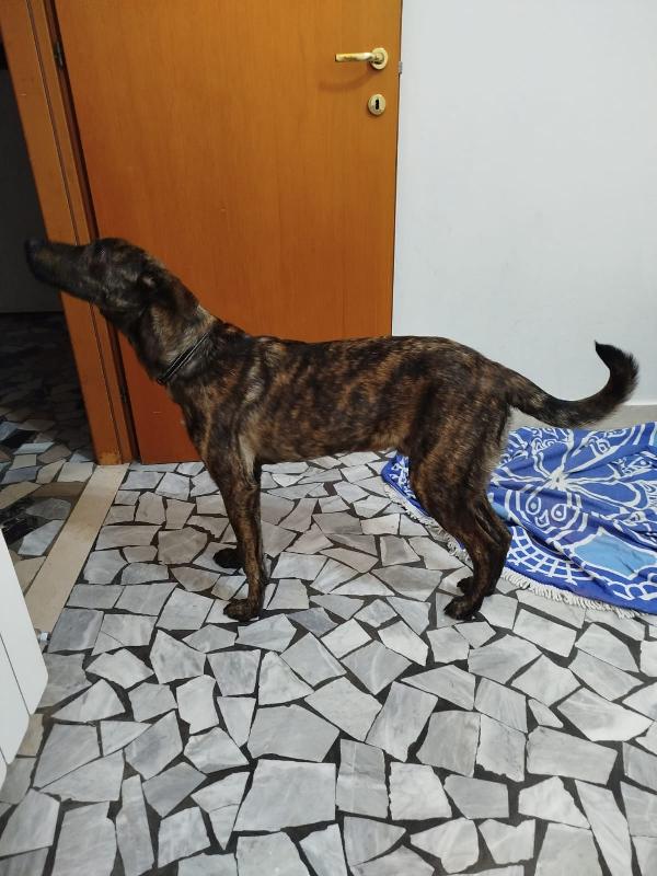 Affido regalo adorabile cucciolo con urgenza