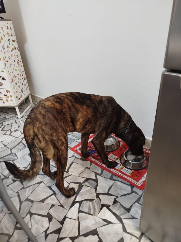 Affido regalo adorabile cucciolo con urgenza - media 2