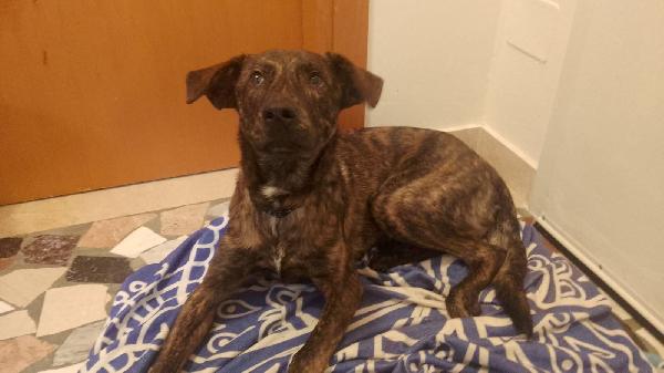 Affido regalo adorabile cucciolo con urgenza - media 4