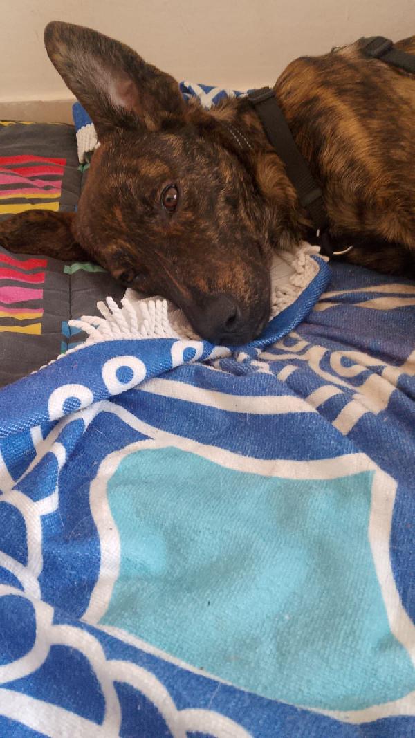 Affido regalo adorabile cucciolo con urgenza - media 5
