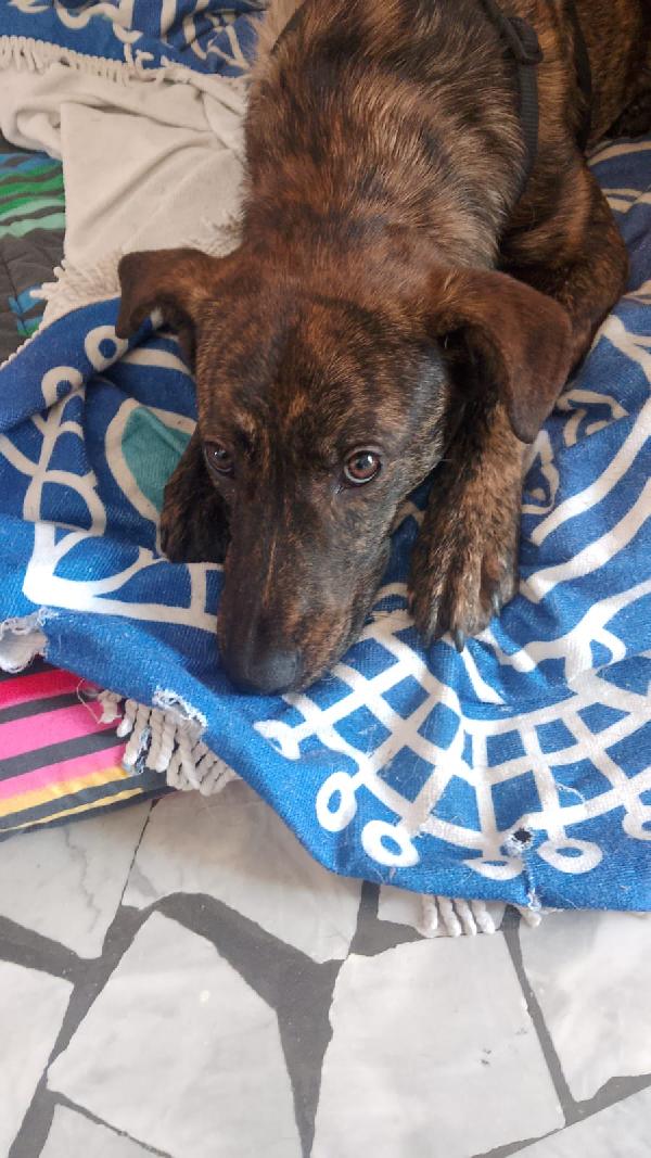 Affido regalo adorabile cucciolo con urgenza - media 6