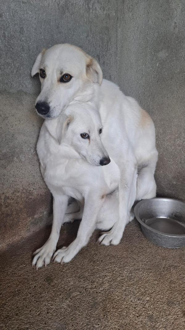 Penny E Nina 4 Anni Taglia Media