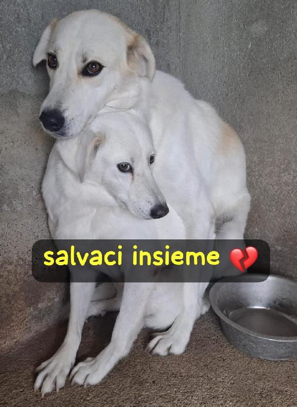 PENNY E NINA 4 ANNI taglia media Foto 2