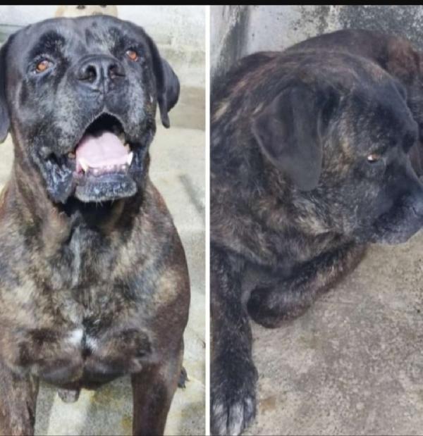 Cani Corso adulti in un pessimo canile calabrese csla Foto 2