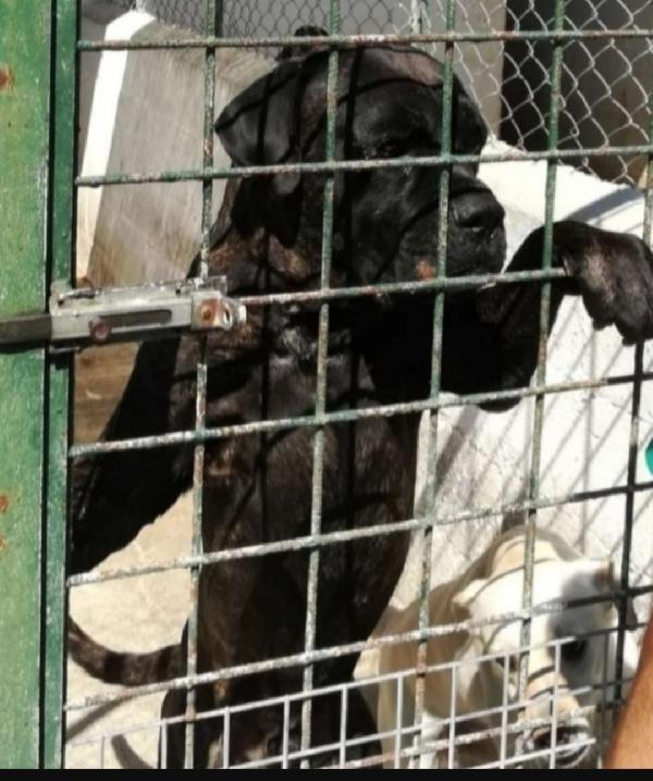 Cani Corso adulti in un pessimo canile calabrese csla Foto 3