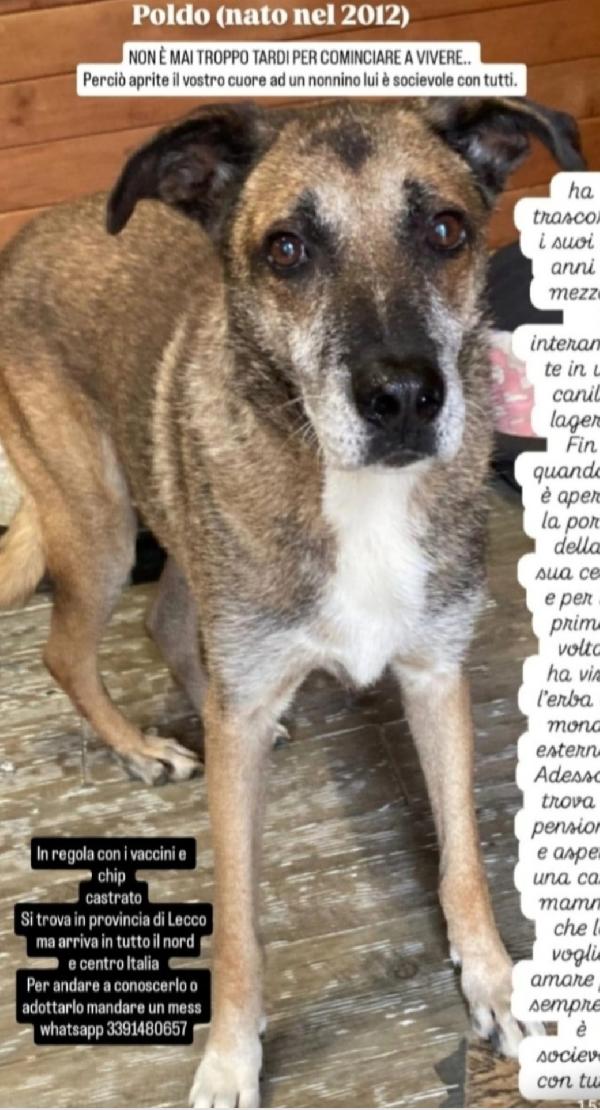 Poldo 12Anni Di Lager!!! Sos Lecco