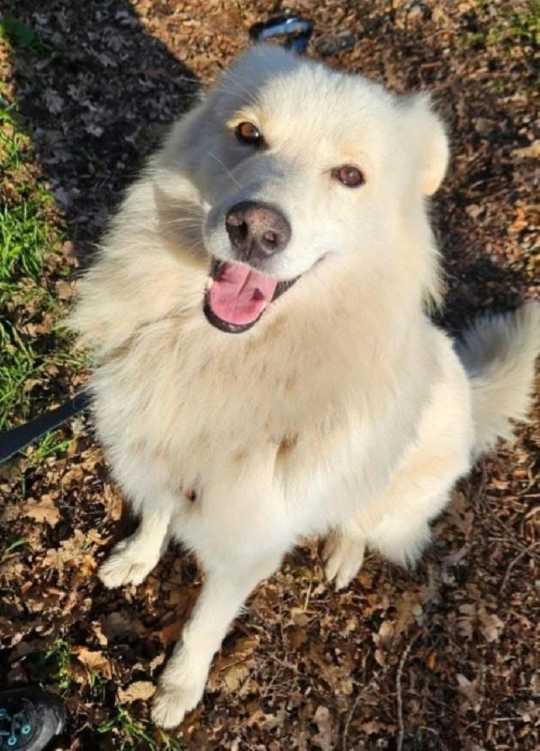 Fiorello 4Anni E 1/2 Salito 2Anni Fa.novara Sos