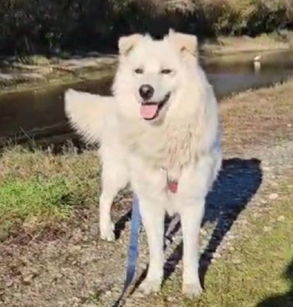Fiorello 4anni e 1/2 salito 2anni fa.NOVARA SOS Foto 2