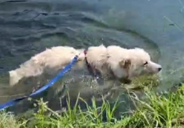 Fiorello 4anni e 1/2 salito 2anni fa.NOVARA SOS Foto 5