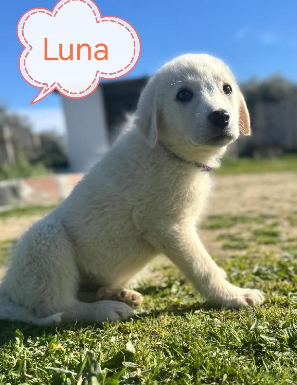 Cuccioli Bellissimi In Cerca Di Casa 